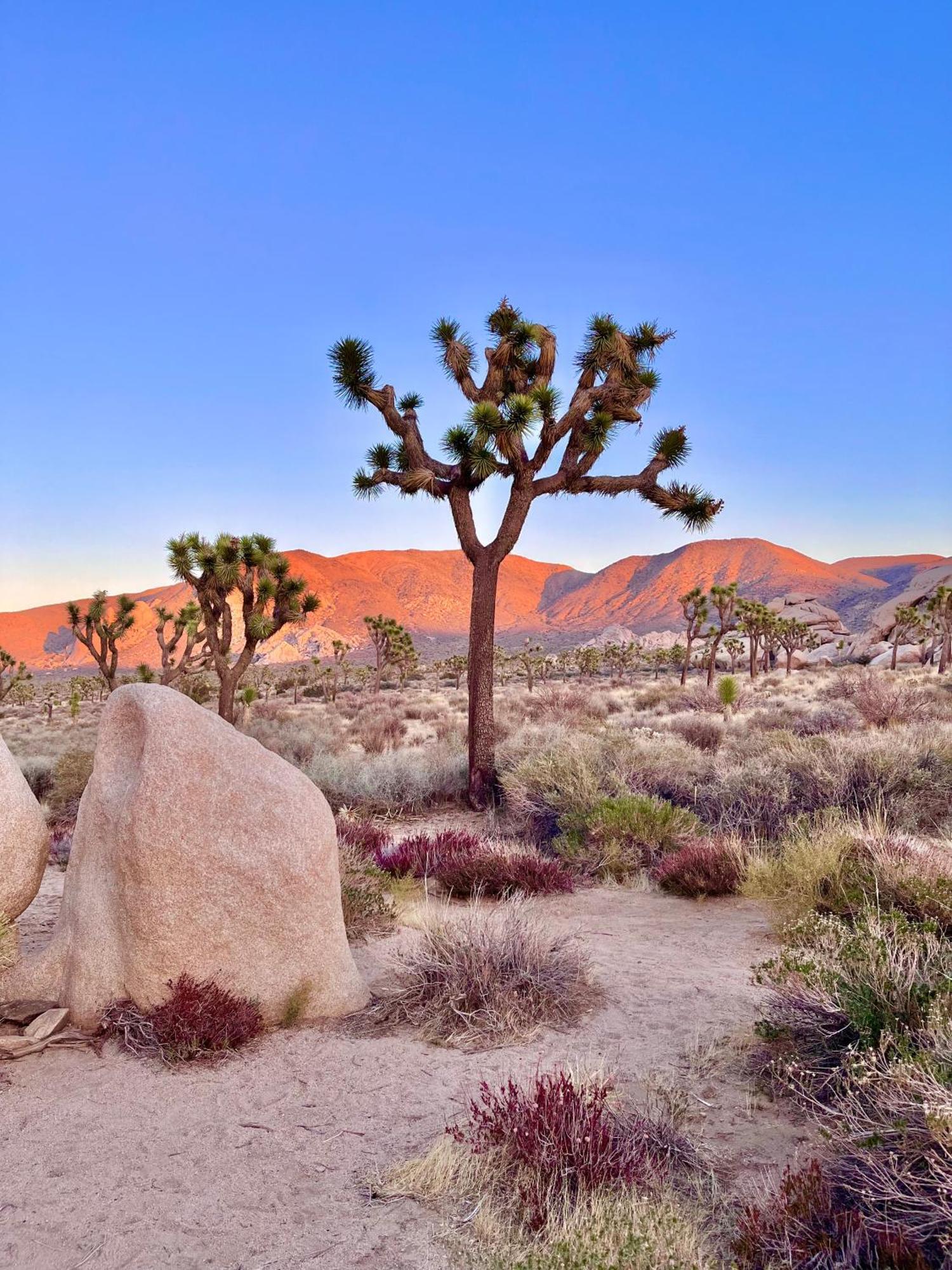 The Joshua Tree Houseヴィラ エクステリア 写真