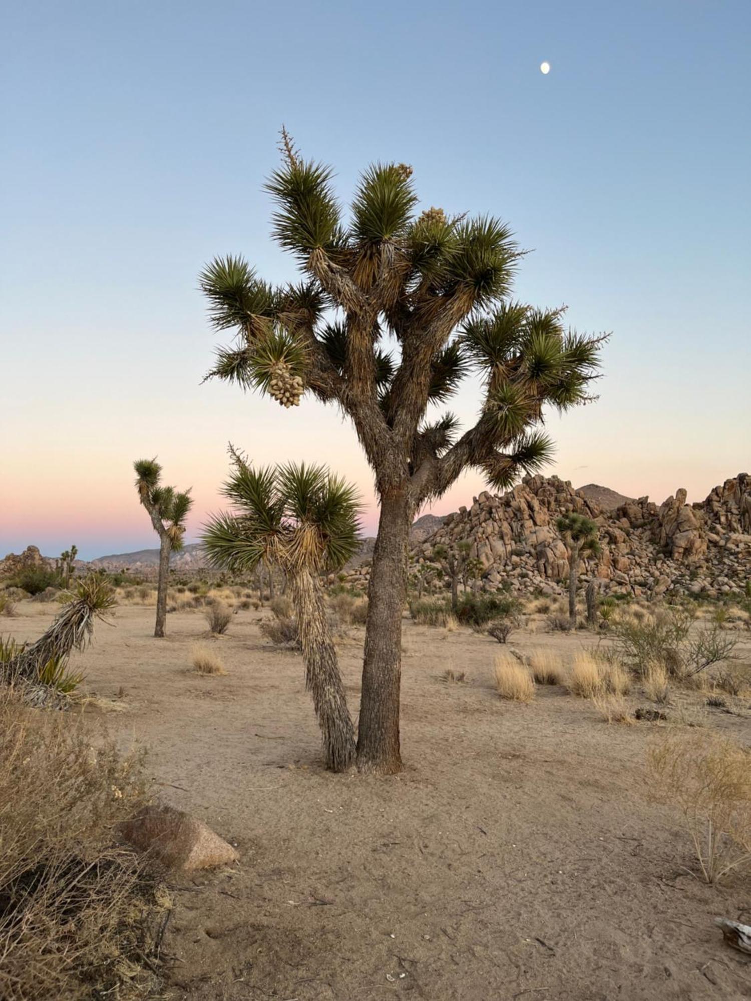 The Joshua Tree Houseヴィラ エクステリア 写真