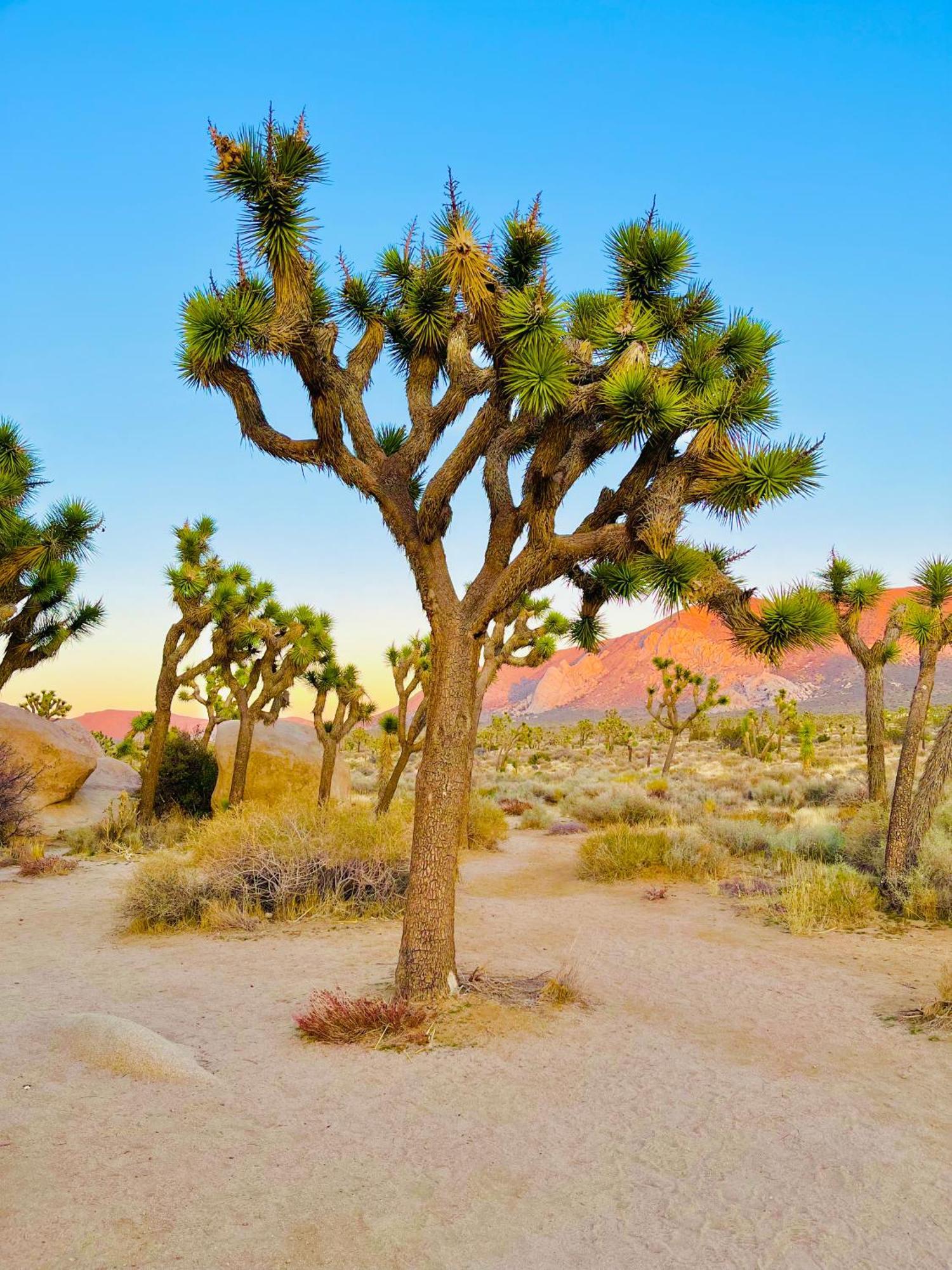 The Joshua Tree Houseヴィラ エクステリア 写真