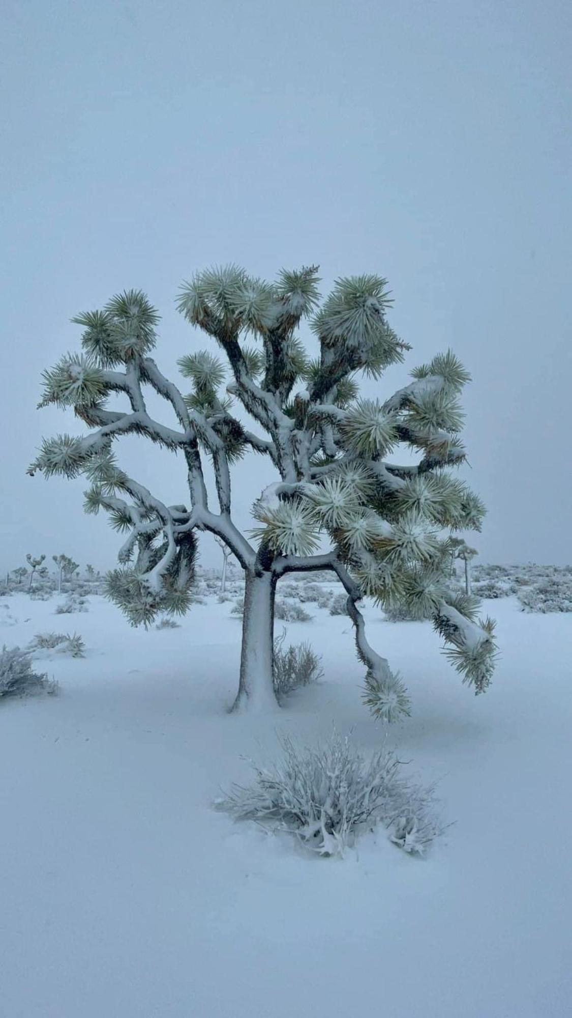 The Joshua Tree Houseヴィラ エクステリア 写真